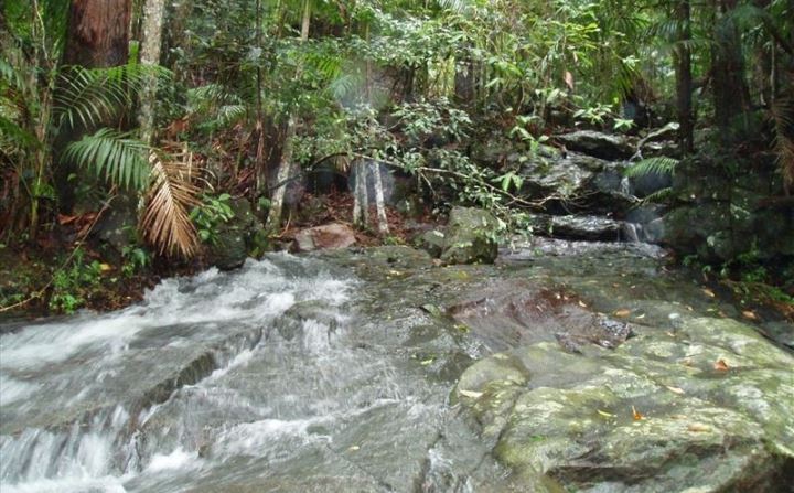 Rainforest Paradise