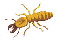 Termite Pest