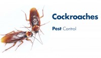 Dust Mite Control Toowoomba