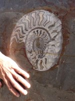 Morocco Fossil Stones