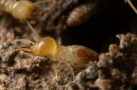 Termite Control Melbourne