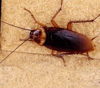 Pest Control Geelong