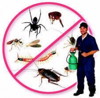 Pest Control Geelong