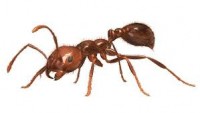 Ant Control Brisbane