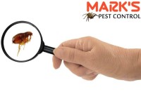 Bedbugscontrolperth