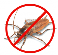 Cockroach Control Adelaide