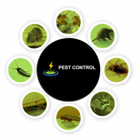 Pest Control  Mount Barker 