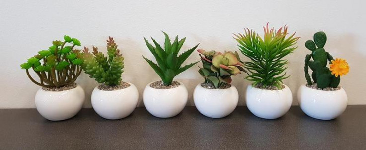 SMALL SUCCULENT ROUND POT ASSORTED 