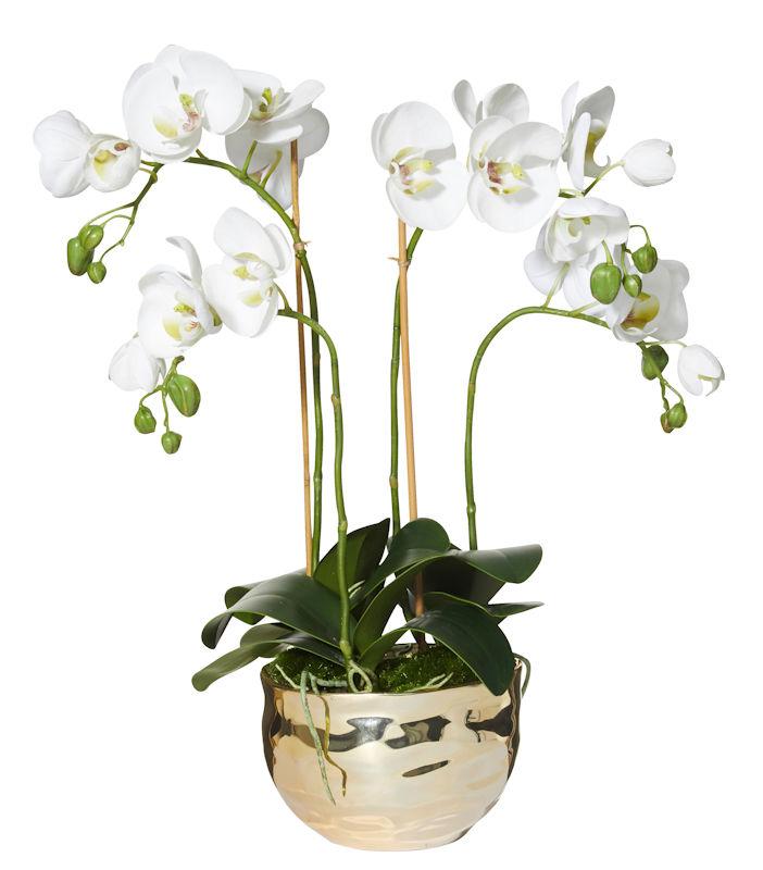 ORCHID IN GOLD POT