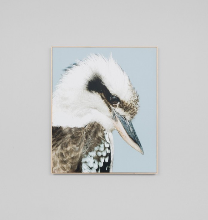 Kookaburra canvas art with timber frame