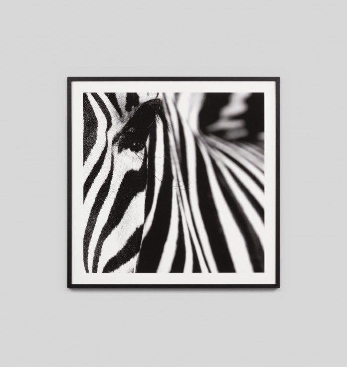 Zebra Stripes art with timber frame