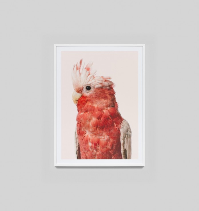 Rose cockatoo art with white frame