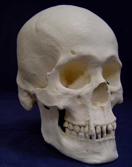 Human Skulls and bones for sale