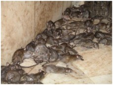  Professional Technicians for Rat Control Picton 