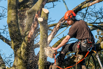 Commercial Tree Removal Expert Ipswich
