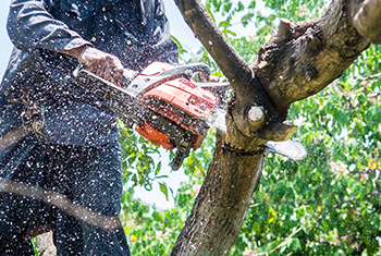Commercial Tree Removal Expert Ipswich