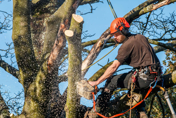 Commercial Tree Removal Expert