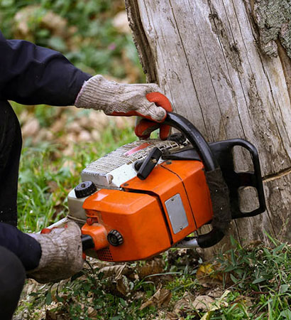 Tree removal service