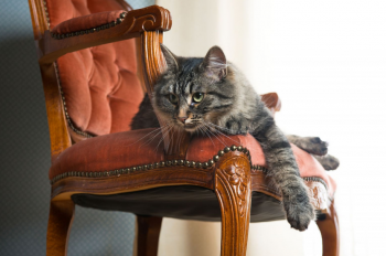 Cat Kennel in Sydney