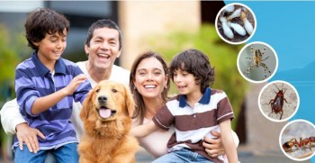 Online Pest Control in Buderim