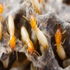 termite inspection brisbane