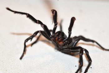 Importance of Pest Control Shepparton