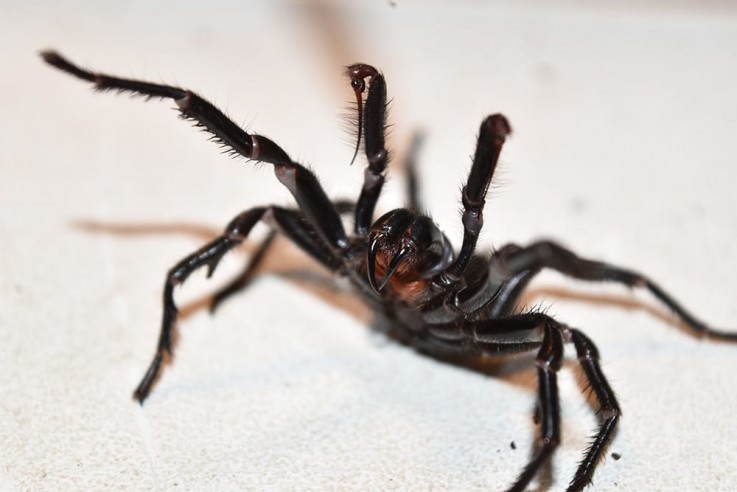 Importance of Pest Control Shepparton