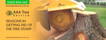 Commercial Tree Services