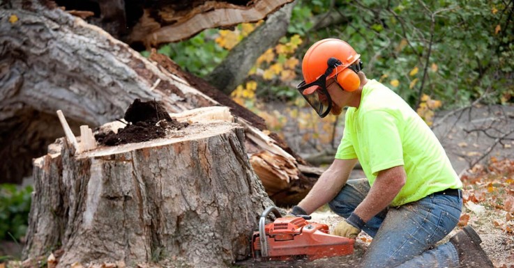 Reliable Tree Stump Removal Specialists in Hawthorn - Stump Removal Malvern