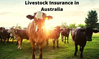 Contact us for Buying Livestock Insurance in Australia