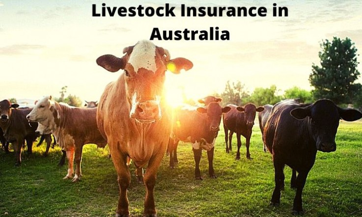 Contact us for Buying Livestock Insurance in Australia