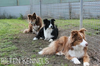 Dog Boarding Bundoora - One Stop Place for Your Pet 