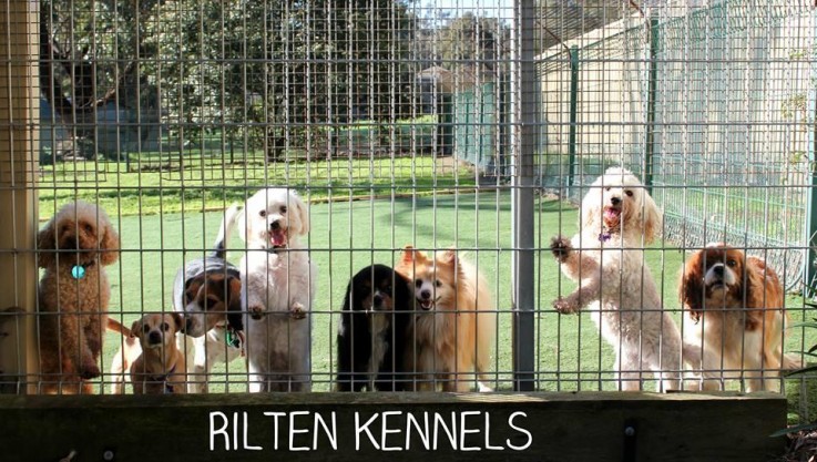 Dog Boarding Bundoora - One Stop Place for Your Pet 