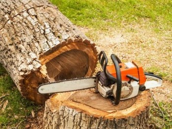 Affordable Stump and Root Removal in Camberwell - Stump Removal Malvern