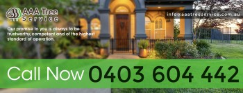 Tree Pruning & Trimming Services