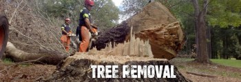 Stumps and Trees Removal