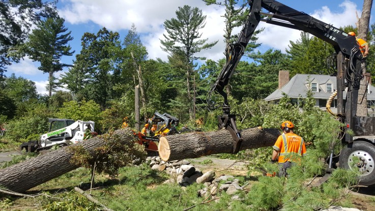 Stumps and Trees Removal