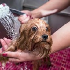 Dog Wash Logan
