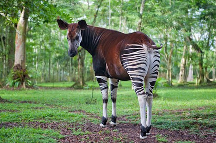 HIKING IN VIRUNGA NATIONANYIRAGONGO VOLCANOL PARK