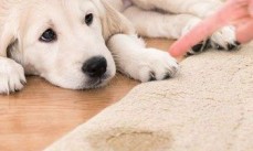 Same Day Carpet Cleaning Wynnum