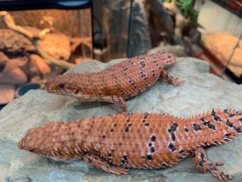 Eastern Pilbara spiny tailed skink 