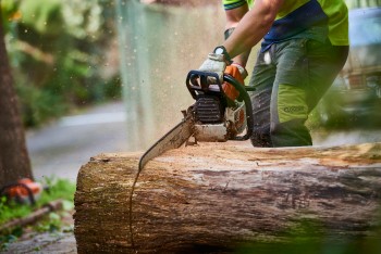 Reliable Stump and Root Removal in Oakleigh - Malvern Tree Stump Removal