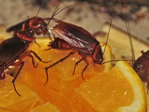 All you need to know about Pest Control Shepparton!