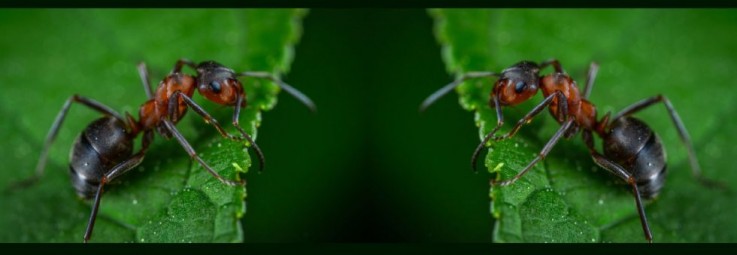 All you need to know about Pest Control Shepparton!