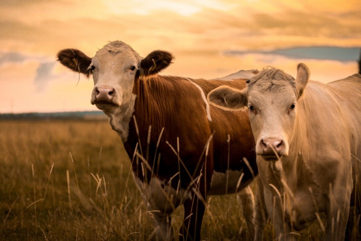 The Importance of Livestock for Farmers in Australia