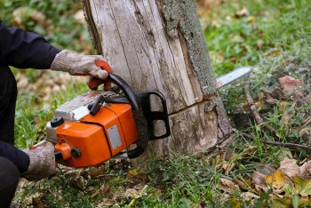 Finest Stump and Root Removal in Burwood - Stump Removal Malvern