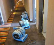 Carpet Cleaning Peppermint Grove