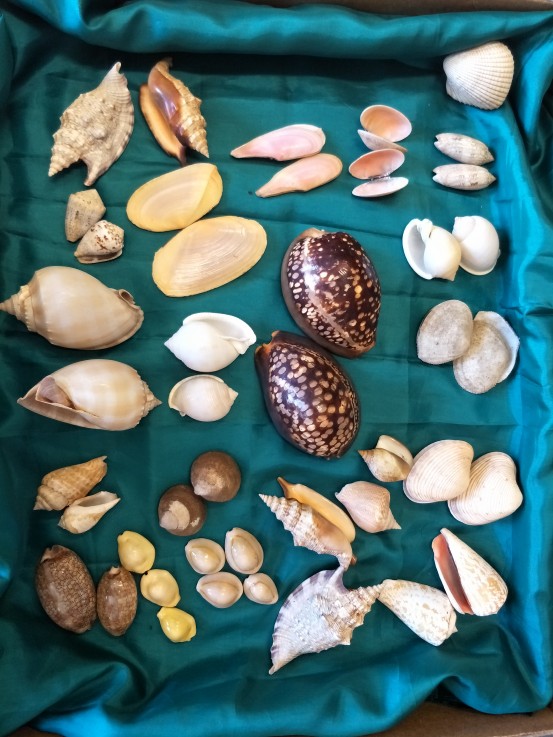 Special Shells