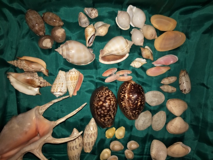 Special Shells