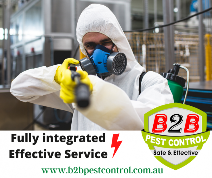German cockroach Extermination From $90* (B2B PEST CONTROL)